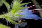 Common viper's bugloss